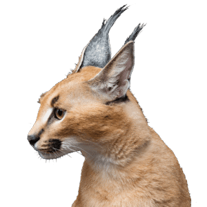 demo-attachment-255-beautiful-caracal-lynx-over-black-background-2LY36JN