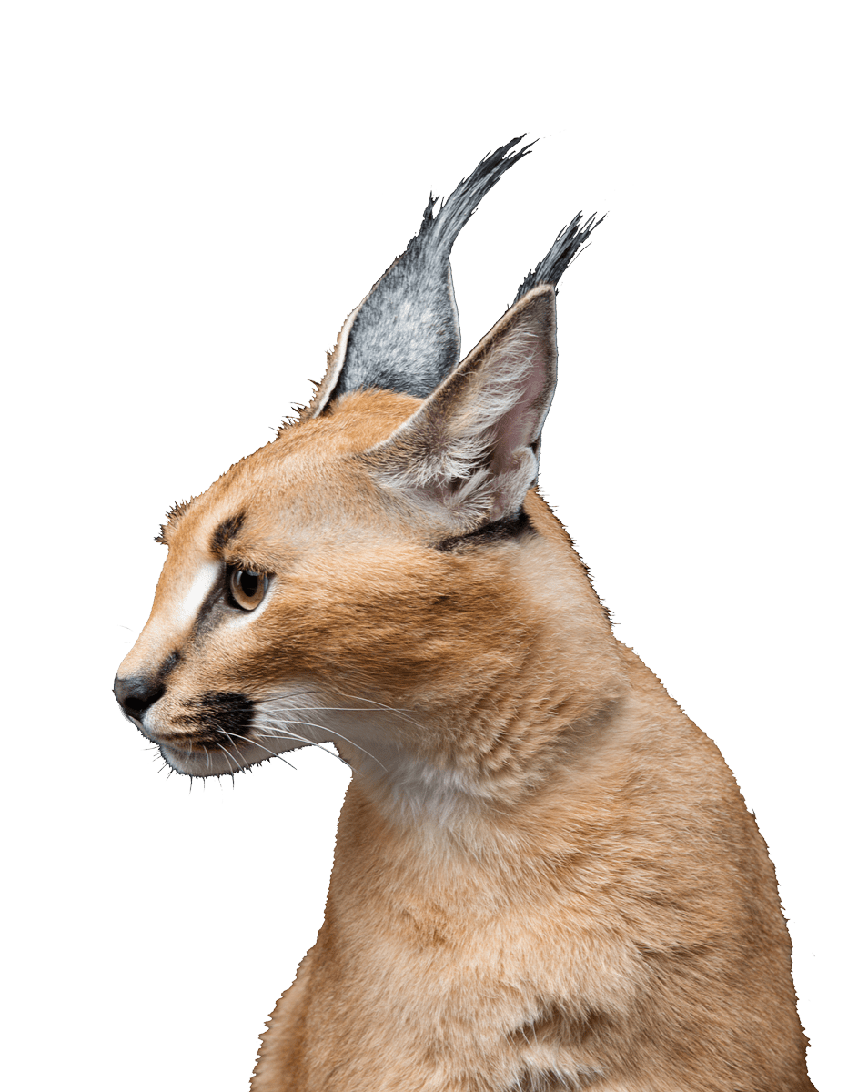 demo-attachment-255-beautiful-caracal-lynx-over-black-background-2LY36JN